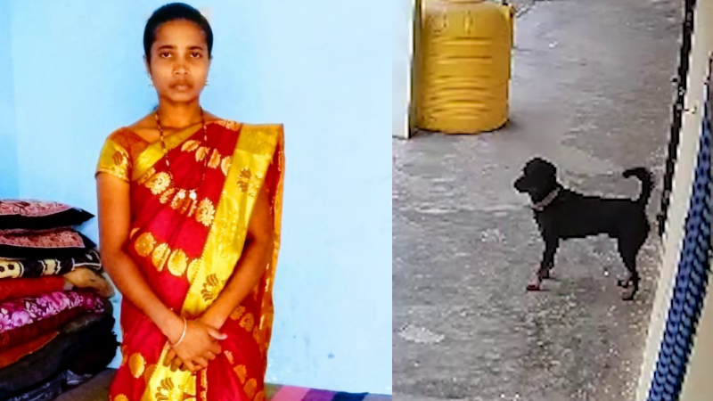 ರಾಟ್ ವೀಲರ್ ಗೆ ಮಹಿಳೆ ಬಲಿ